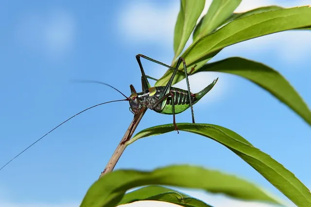 /2020/12/Real-Cricket-20-download.webp